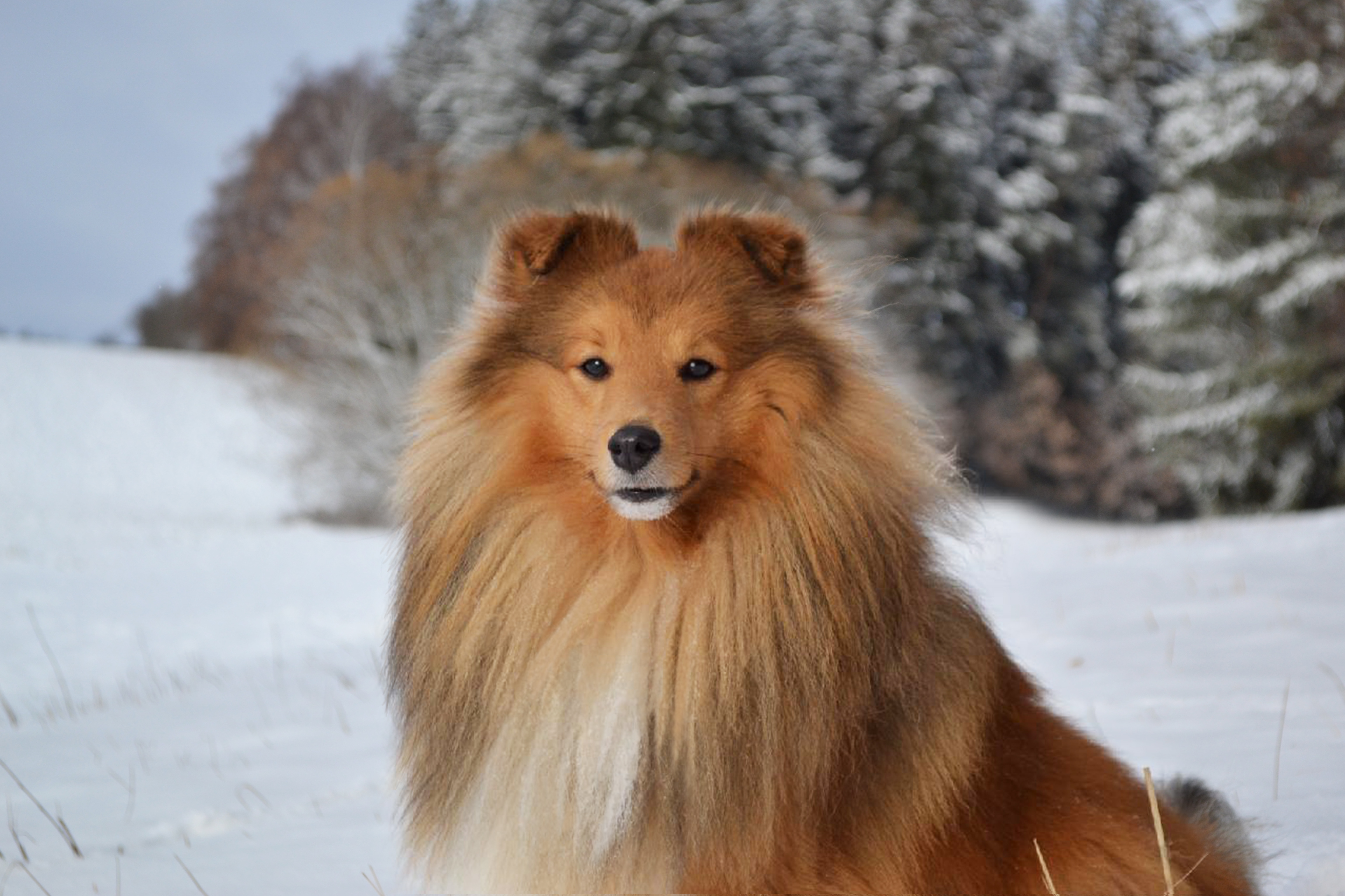 Armani pod Liščí horou